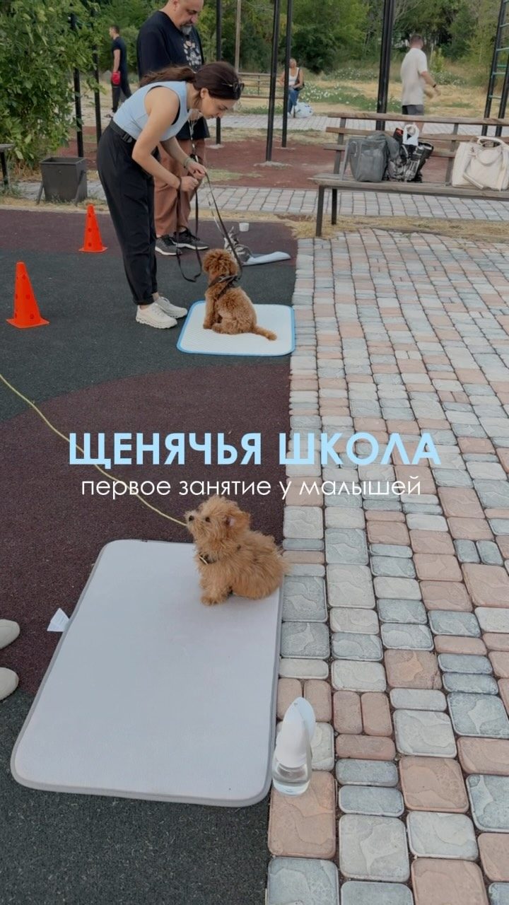 Щенок на первом занятии в щенячьей школе