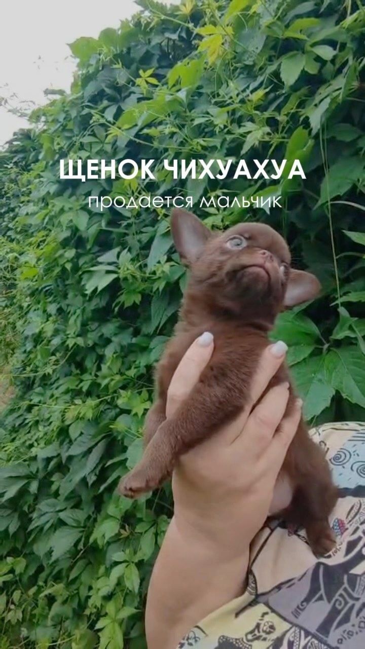 Щенок чихуахуа