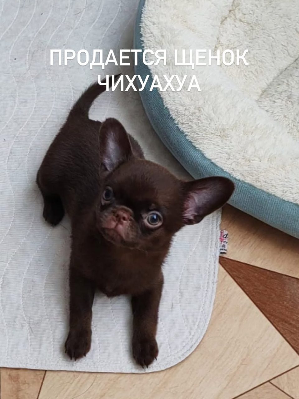 Шоколадный чихуахуа